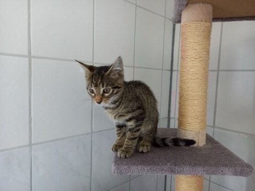 Maya
