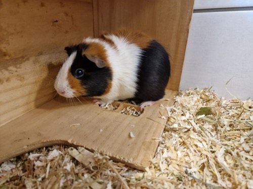 Merlin