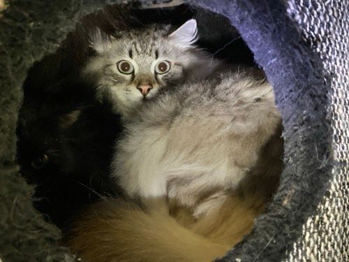 Miko