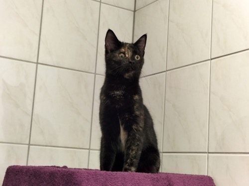 Mimi