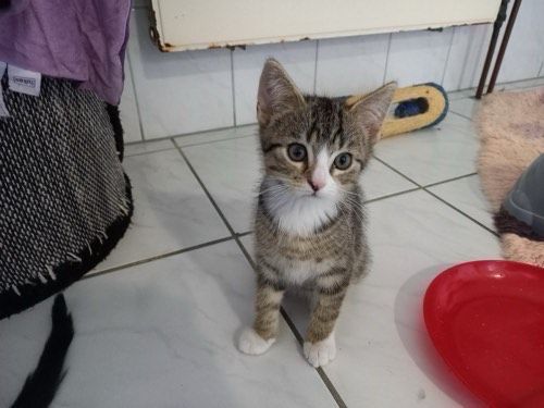 Miro