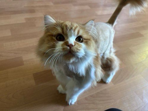 Monty