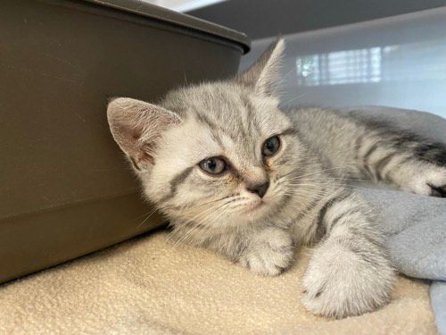 Nala