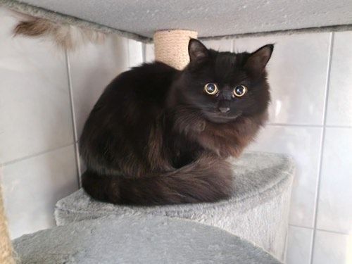 Odette