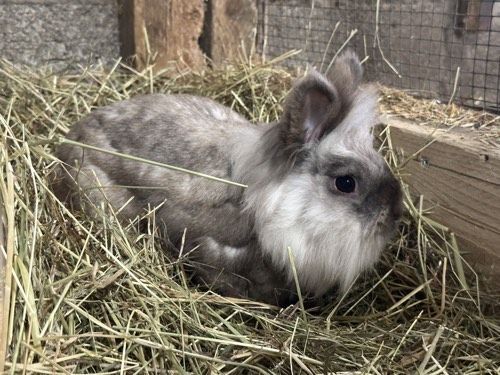 Olaf