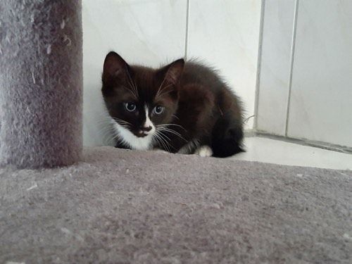 Oliver