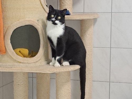 Oreo