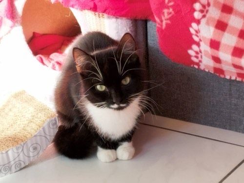 Oreo