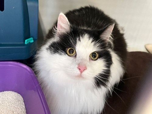 Paolo