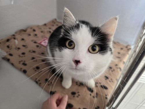 Petri