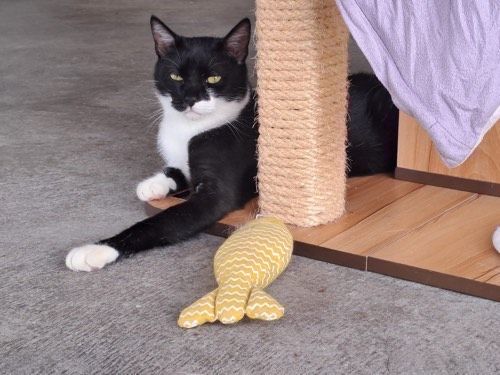 Quitschie