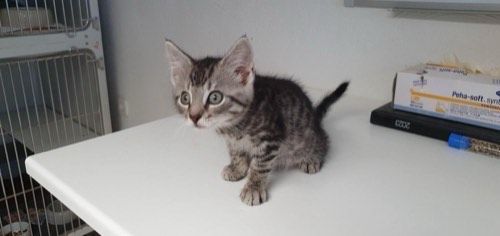 Ringo