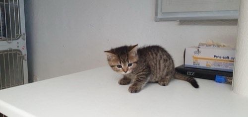 Romeo