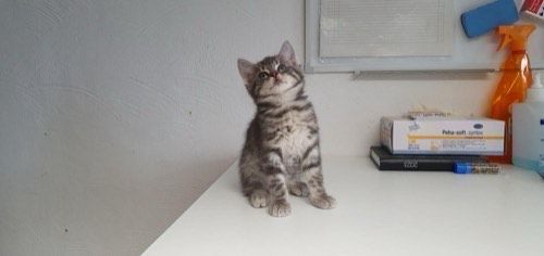 Romeo