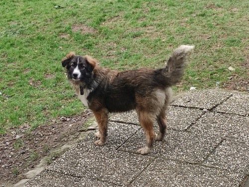 Ronja