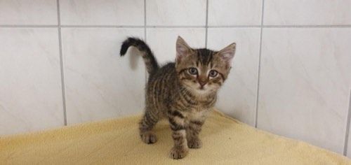 Rufus
