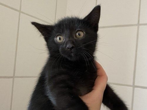 Sammy