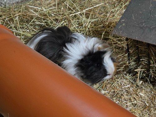 Schnuffi