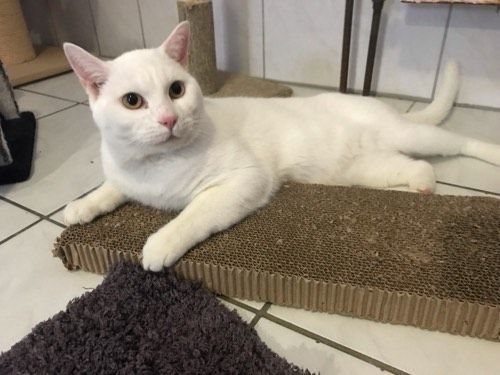 Snowball