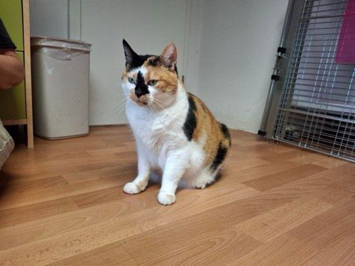 Stella