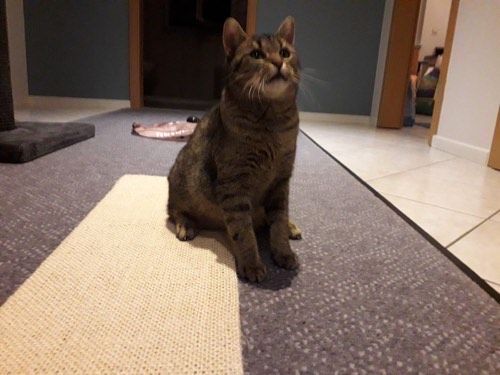 Susi
