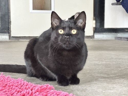 Tim
