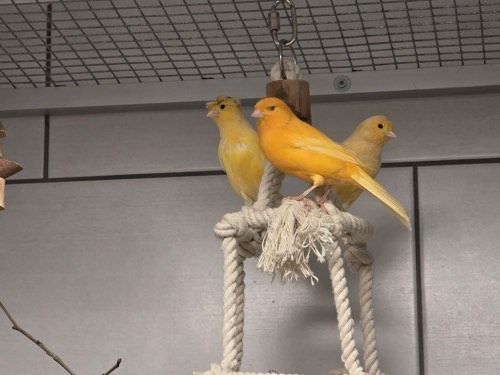 Unsere Kanarienvögel