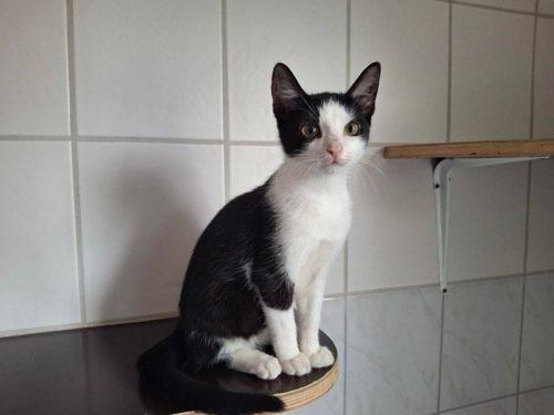 Willi