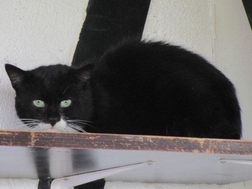 Zorro