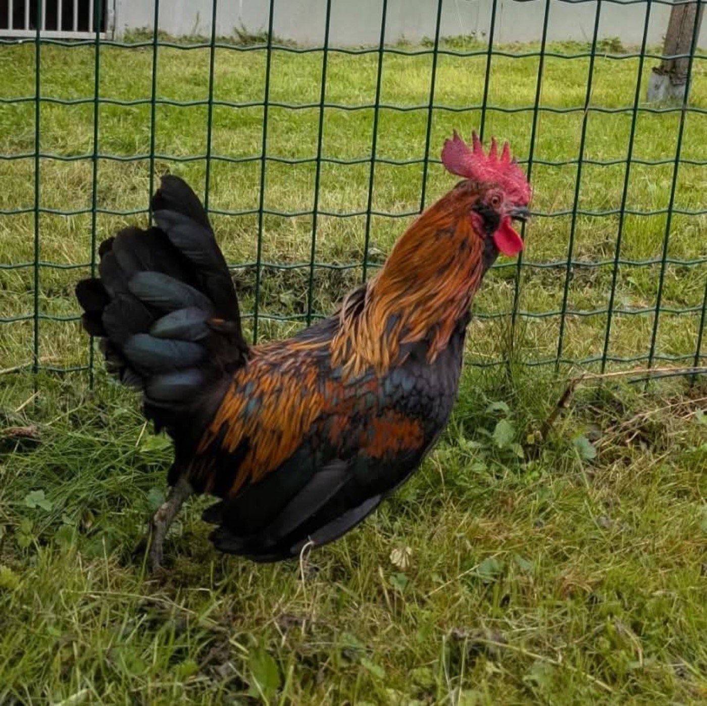 Fundhahn aus Wipperfürth