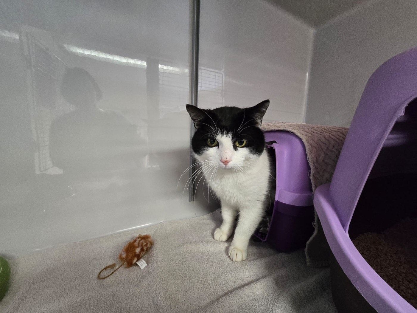 Fundkater aus Engelskirchen