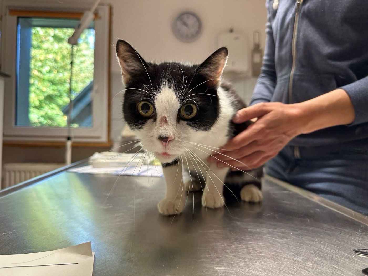 Fundkater aus Engelskirchen