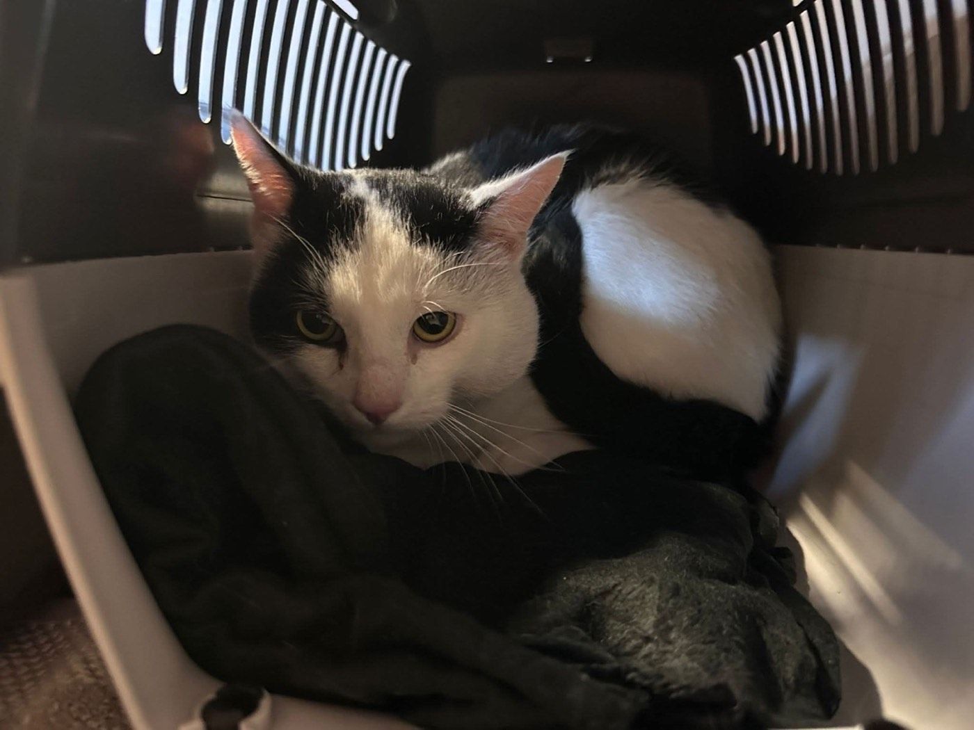 Fundkater aus Engelskirchen