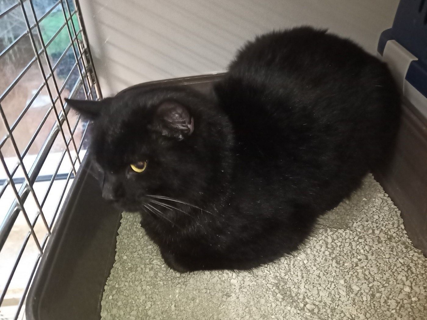 Fundkater aus Frielingsdorf, Lindlar