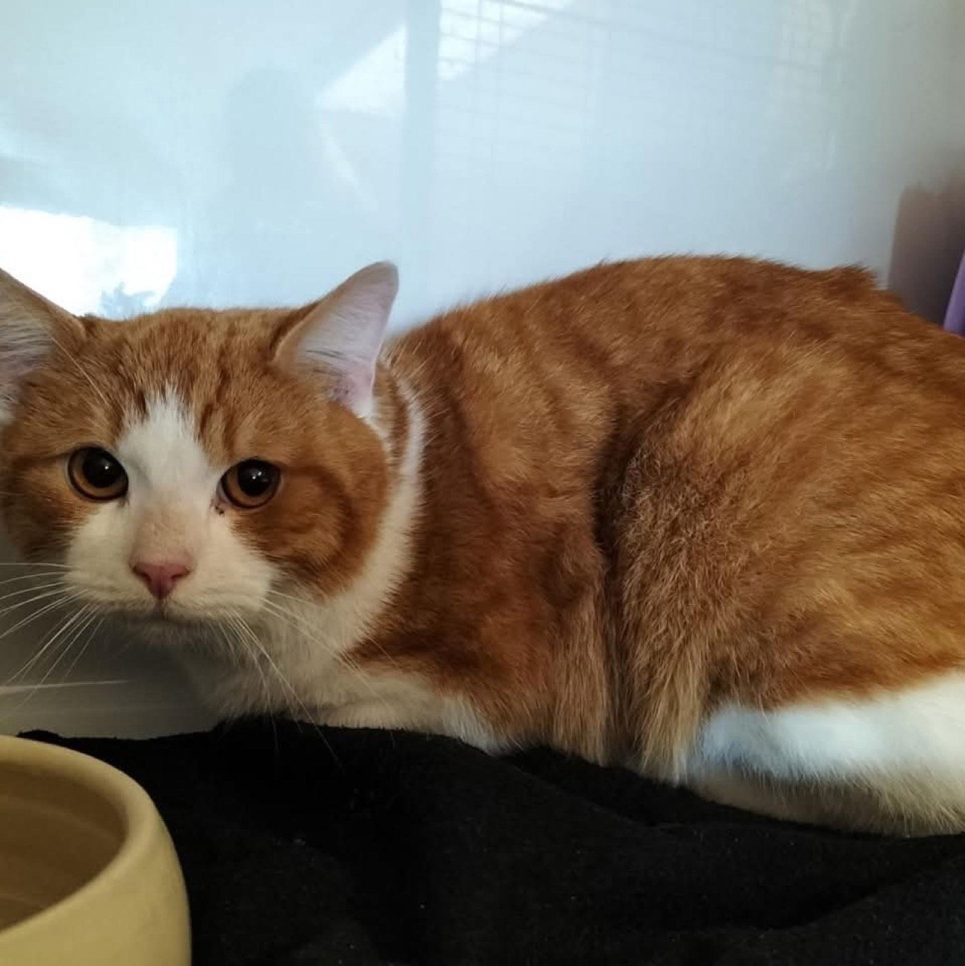 Fundkater aus Lindlar