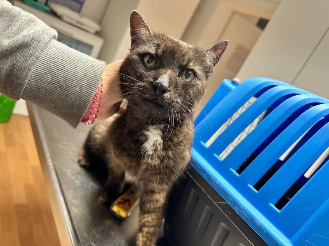 Fundkater aus Lindlar