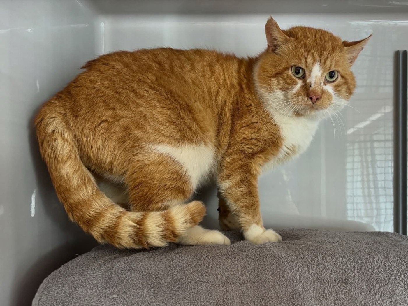 Fundkater aus Lindlar - Fenke