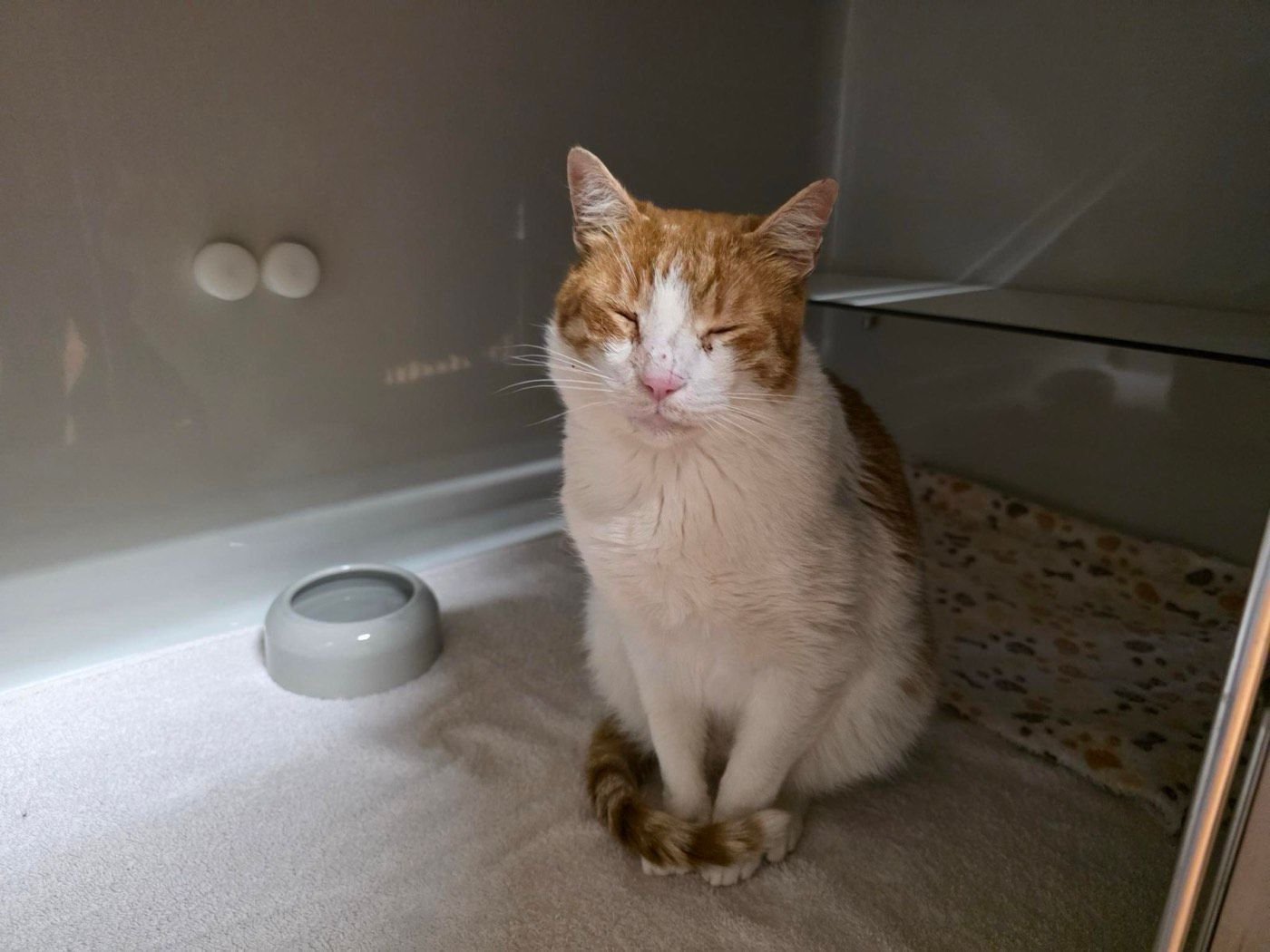 Fundkater aus Lindlar - Frielingsdorf