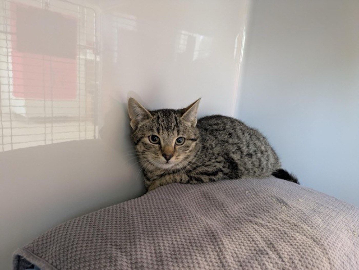 Fundkater aus Lindlar - Frielingsdorf