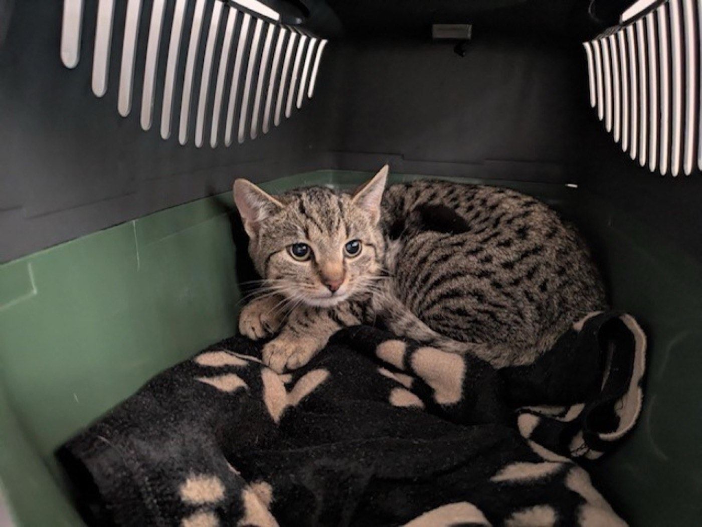 Fundkater aus Lindlar - Frielingsdorf