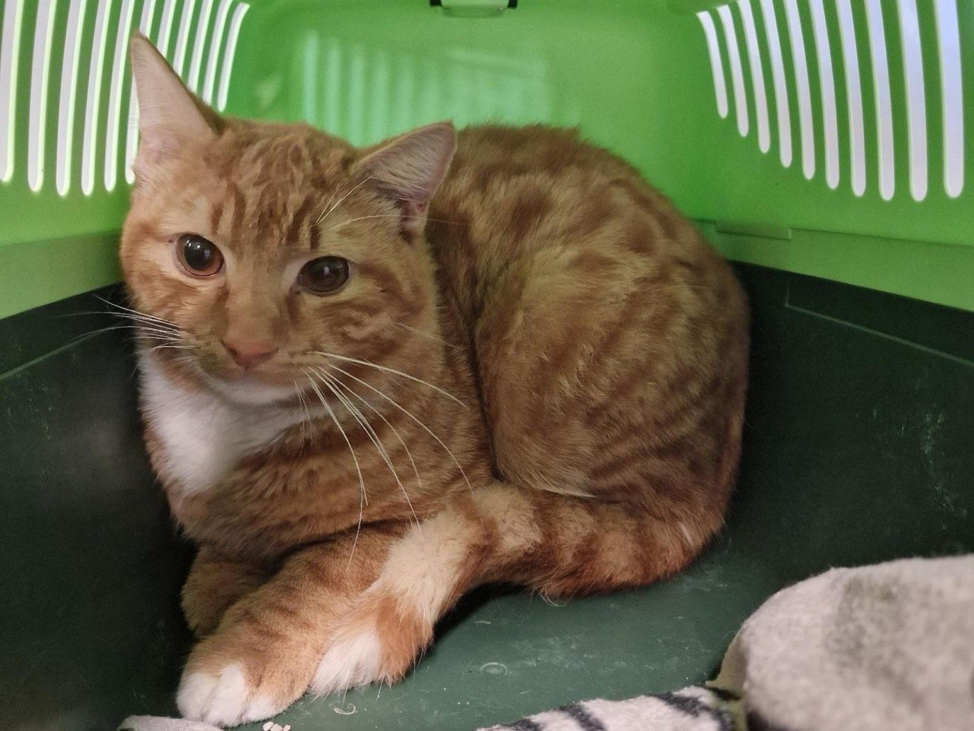Fundkater aus Lindlar-Remshagen