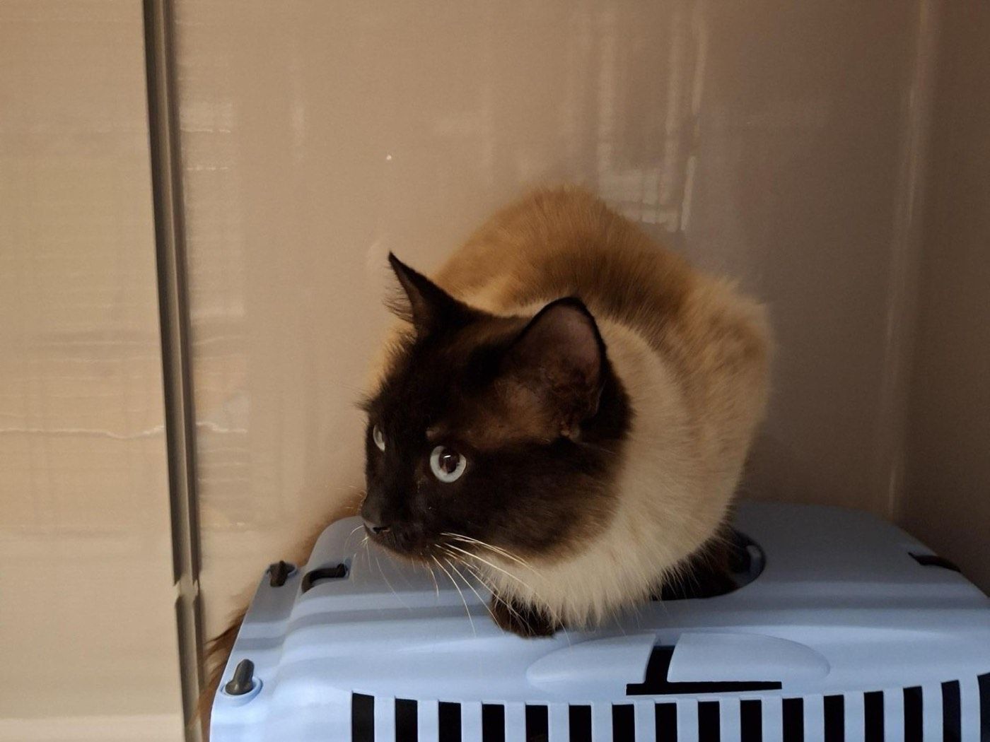 Fundkater aus Lindlar-Remshagen