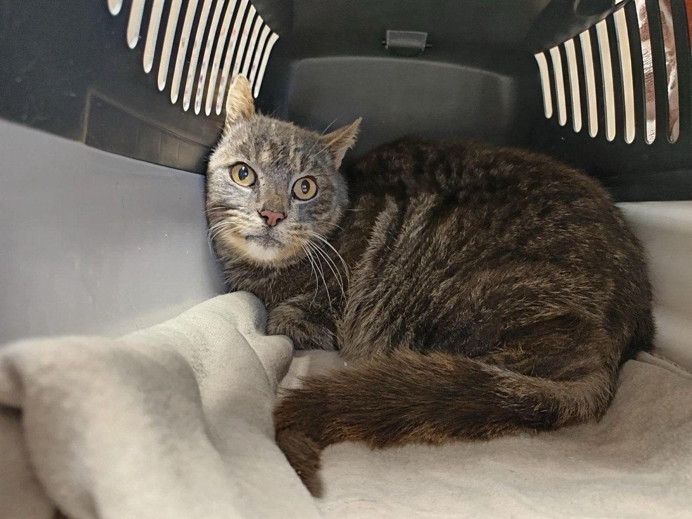 Fundkater aus Marienheide