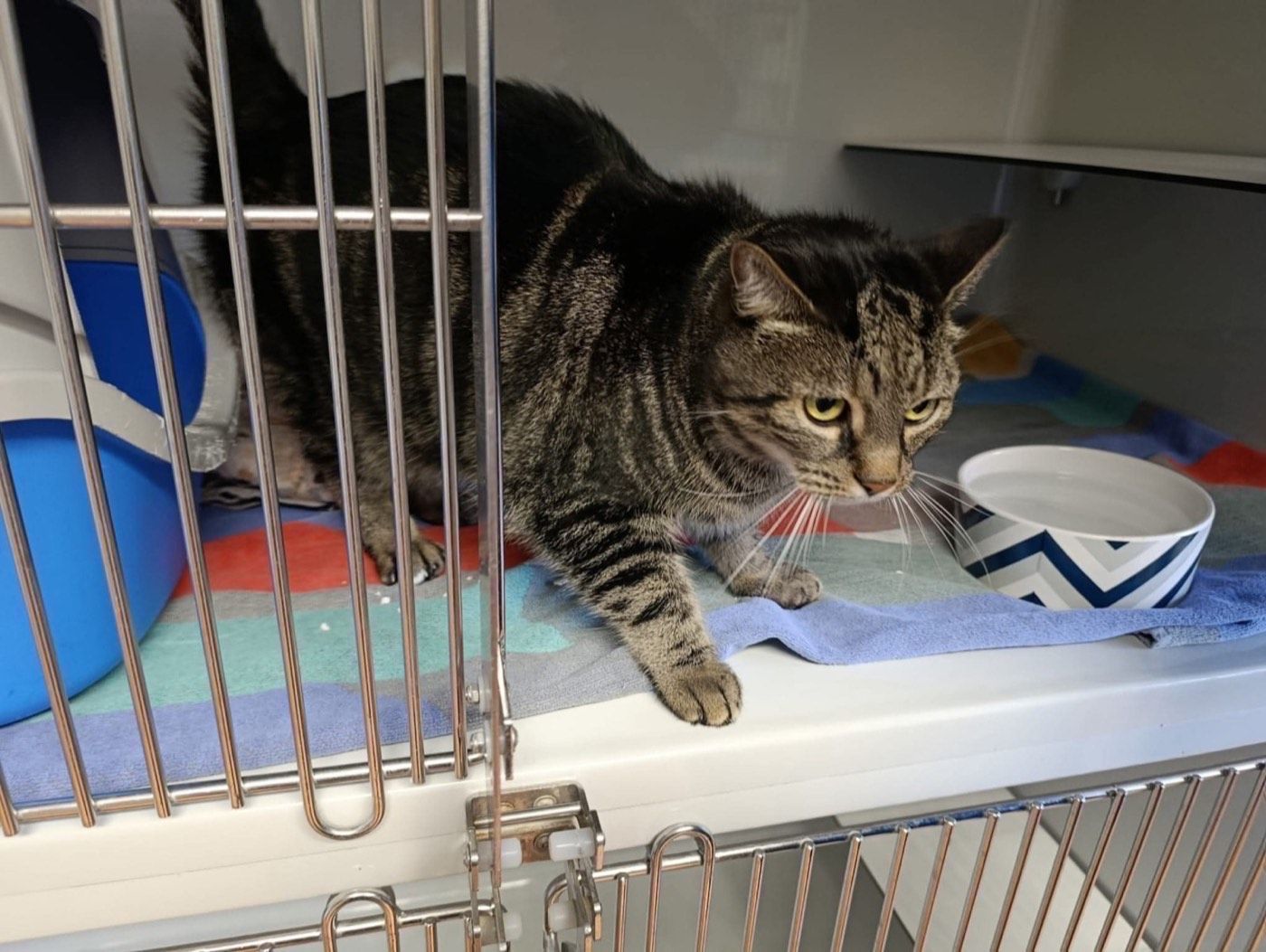 Fundkater aus Marienheide