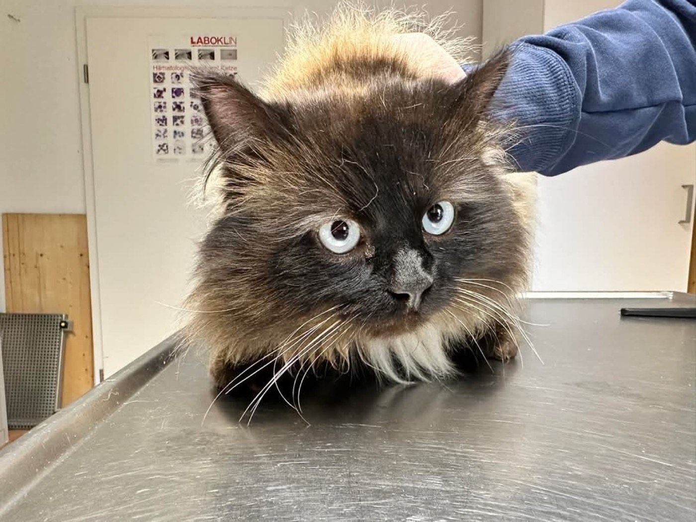 Fundkater aus Marienheide