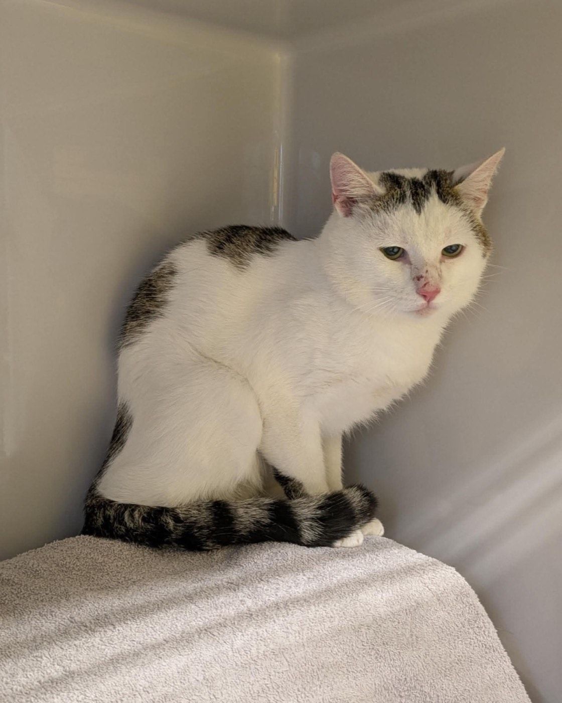 Fundkater aus Wipperfürth