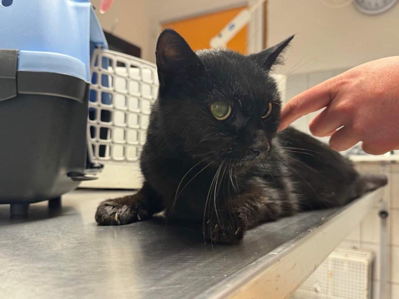 Fundkater aus Wipperfürth