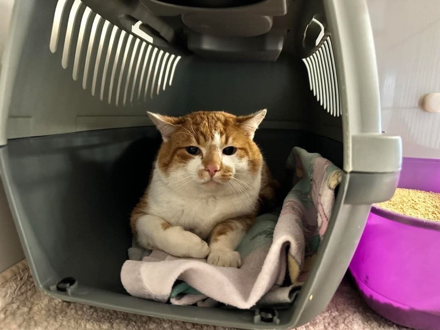 Fundkater aus Wipperfürth
