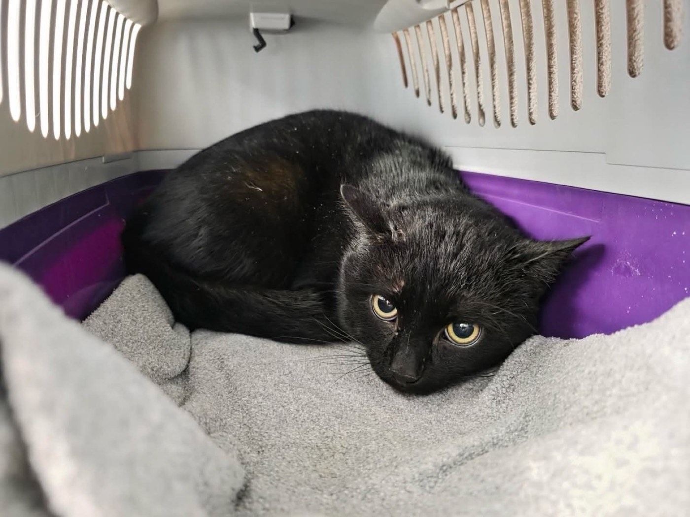 Fundkater aus Wipperfürth Egerpohl