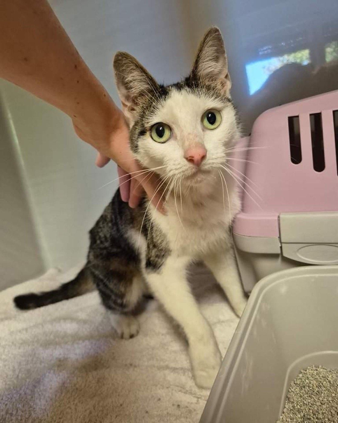 Fundkater aus Wipperfürth
